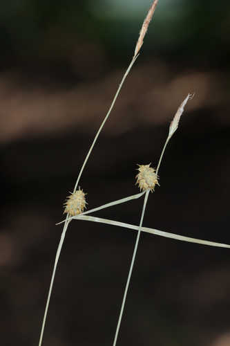 Carex lutea  #5